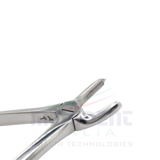 UPPER MOLARS RIGHT FIG 17 cod 1000-13